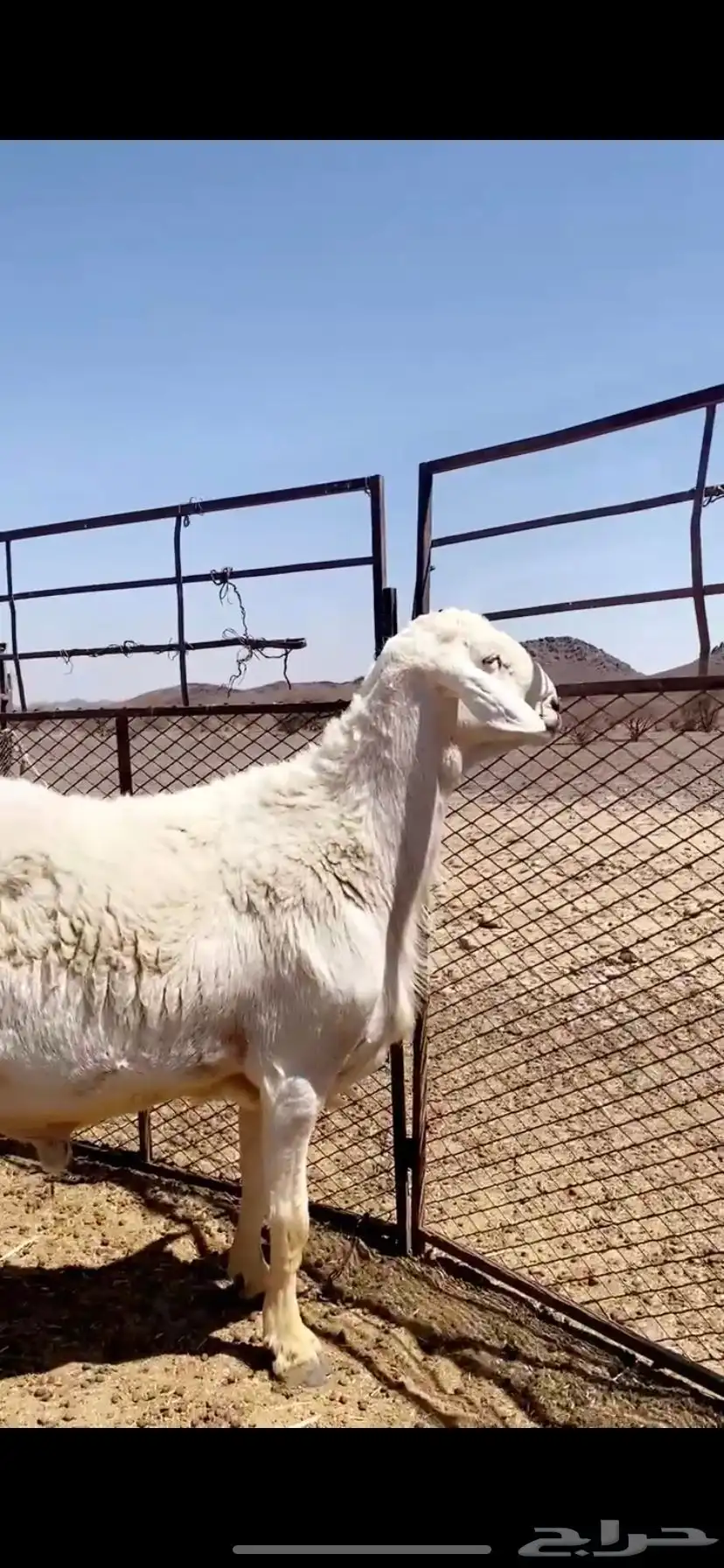 فحل حري صنف على جميع الشروط 0