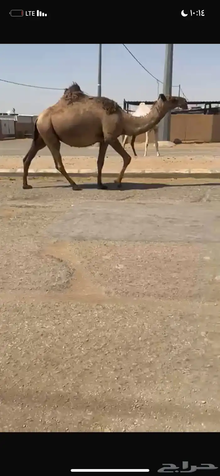 للبيع القحه الصفر الملاقي 0