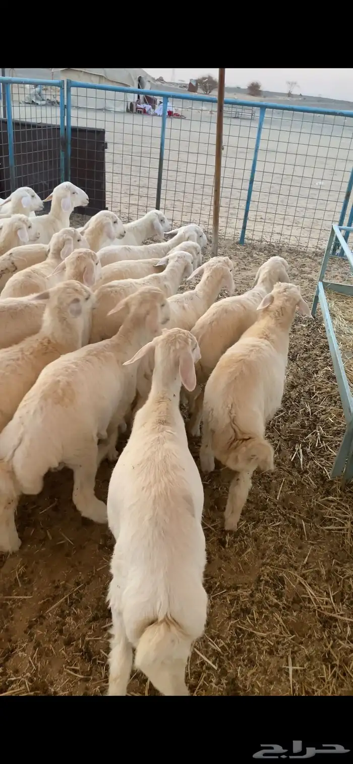بهم تربيه تم البيع اضغط متابعه يصلك كل جديد 3