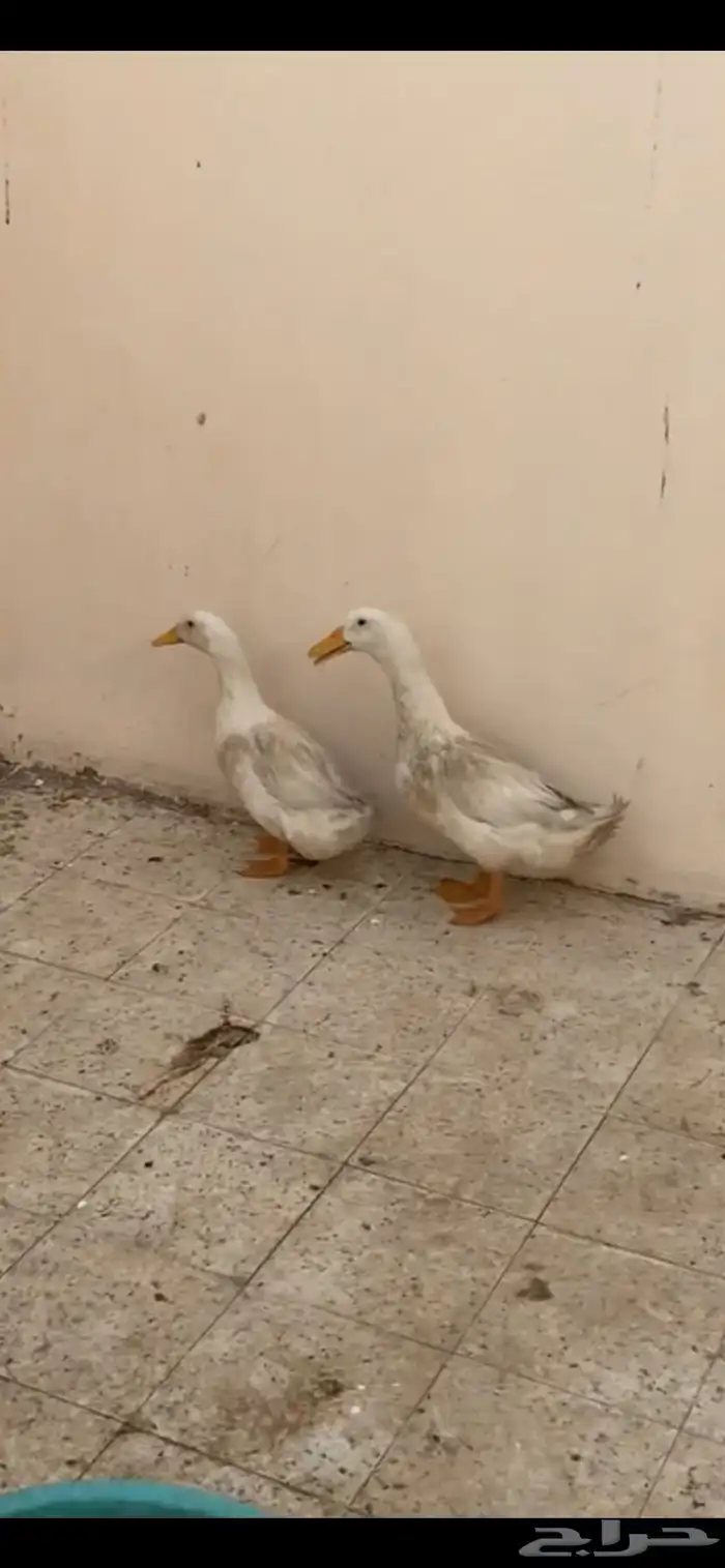 بط زوج للبيع 0