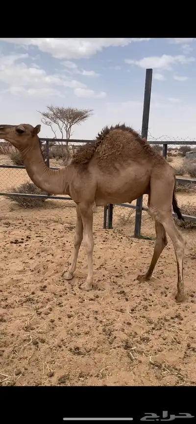 قعود للبيع على حليب امه العمر قريب 7 شهور 1