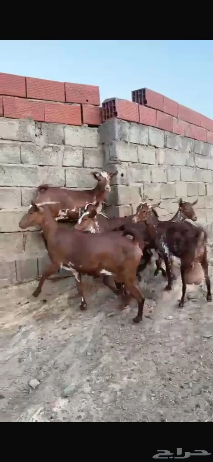 ماعز 8