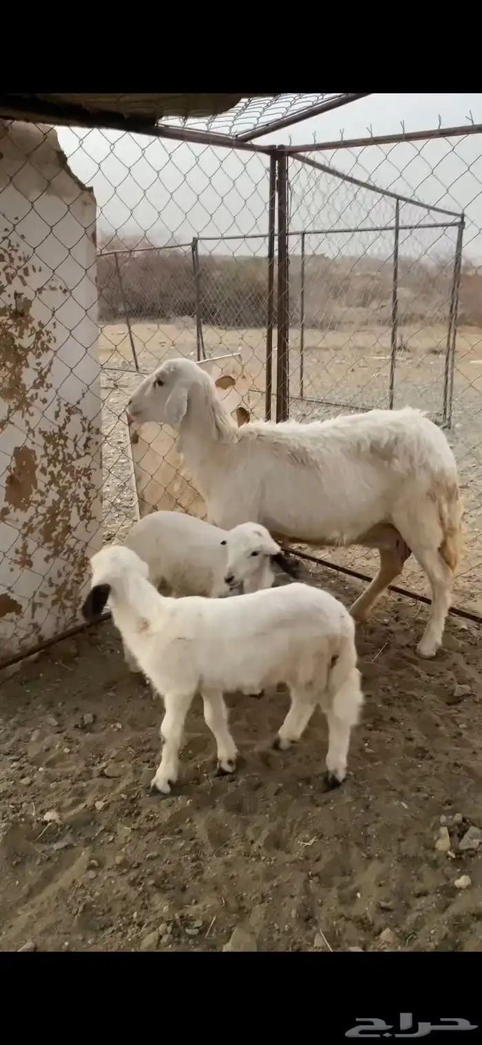 نعجه منتوجه حريه معها توم ذكران 1