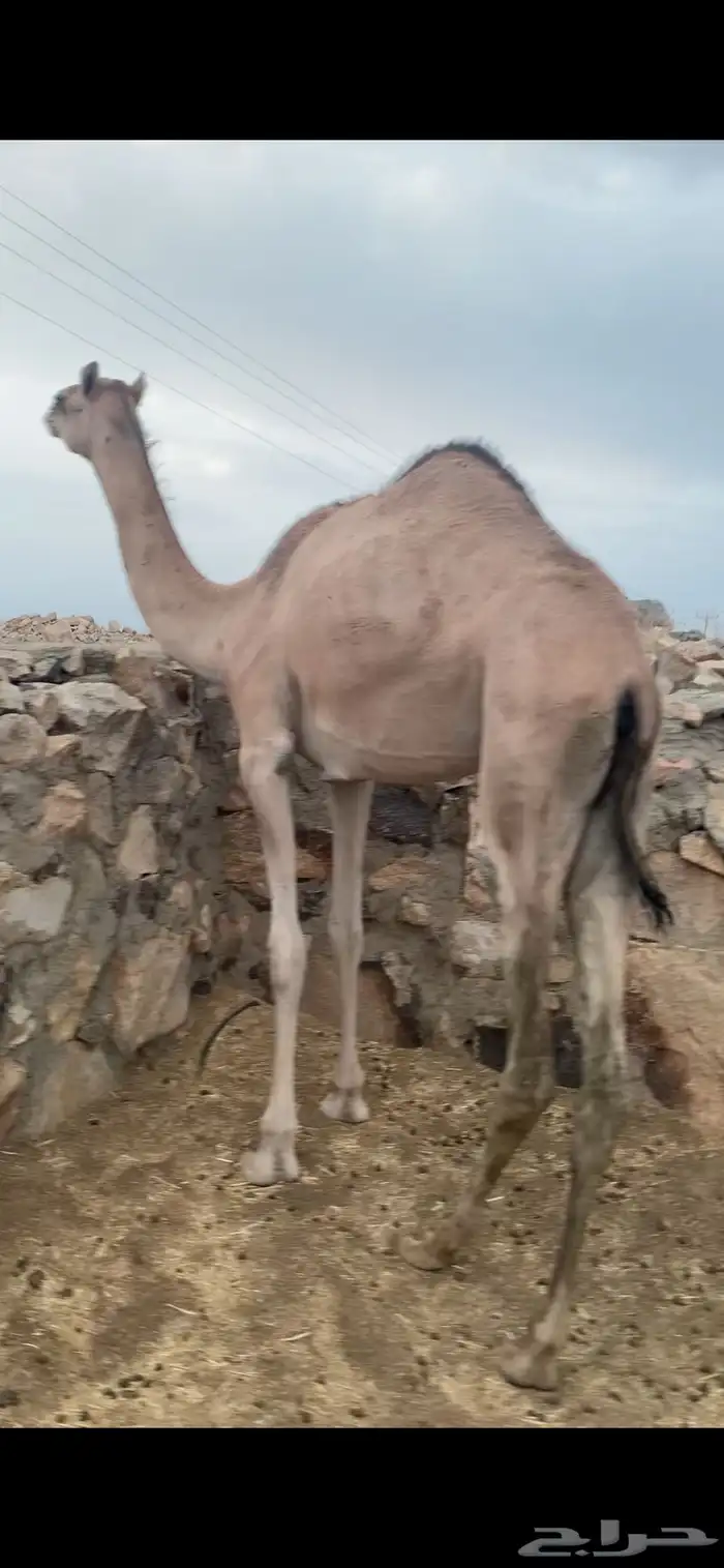 بكره عمانيه لقيه 1