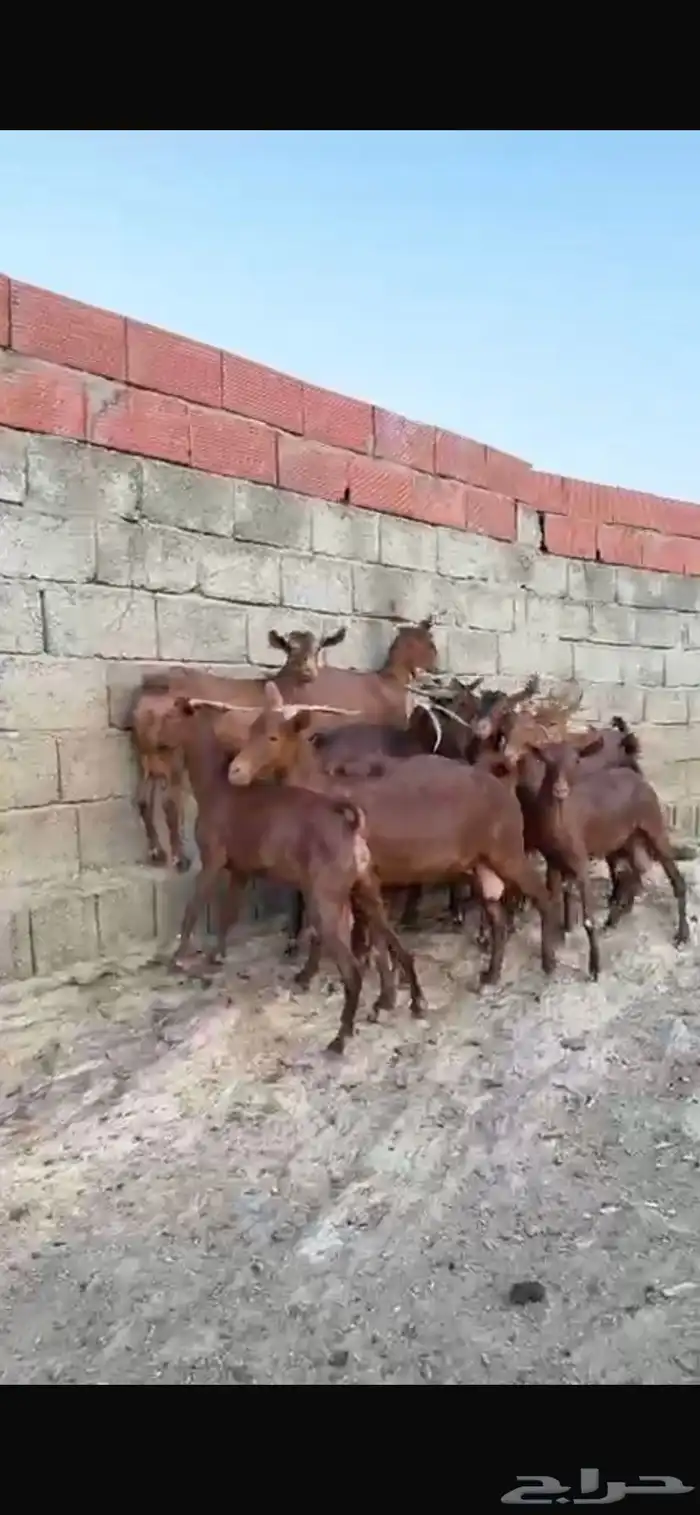 ماعز 2