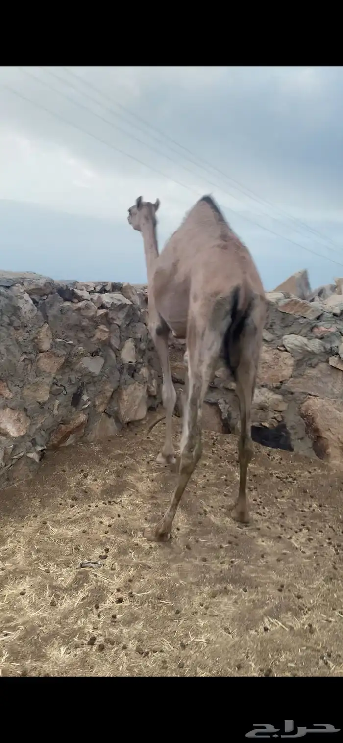 بكره عمانيه لقيه 2
