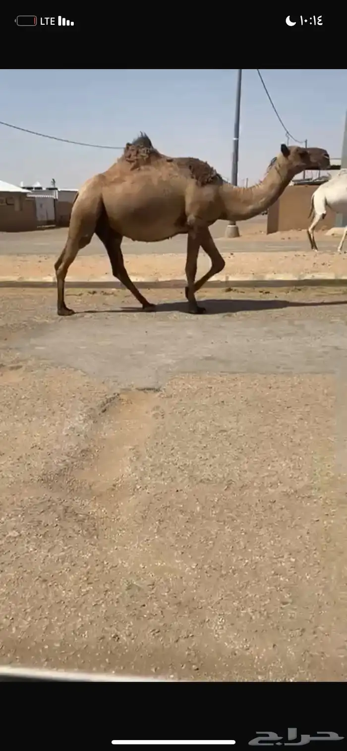 للبيع القحه الصفر الملاقي 4