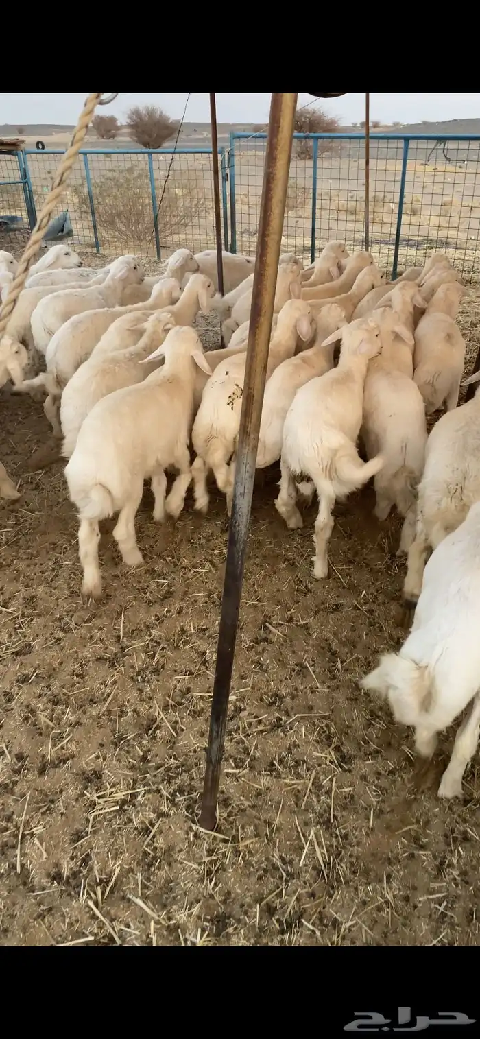 بهم تربيه تم البيع اضغط متابعه يصلك كل جديد 4