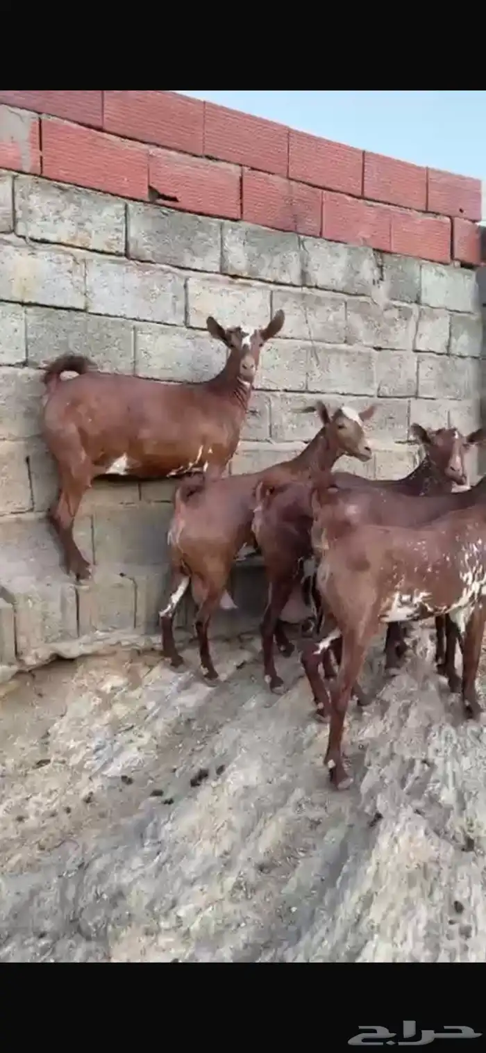 ماعز 7