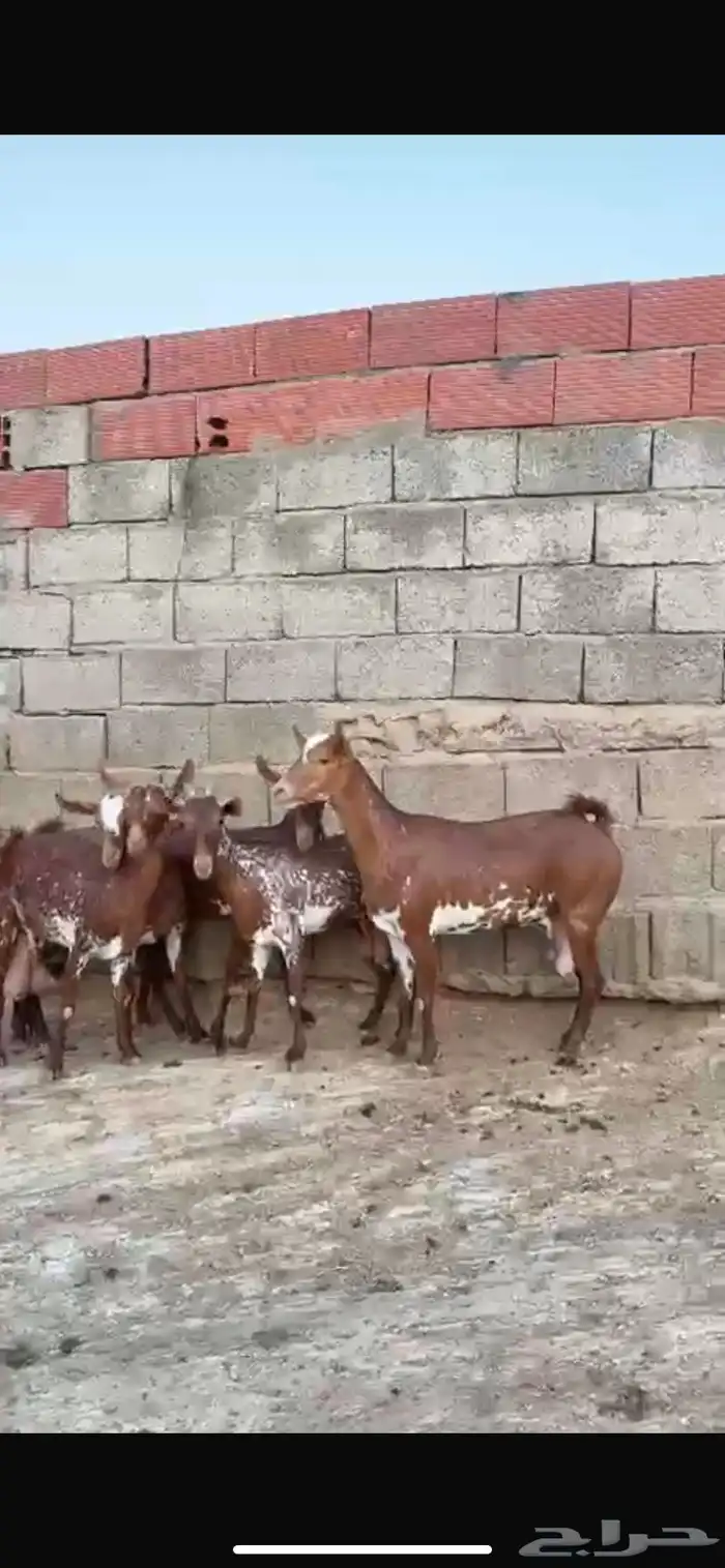 ماعز 5