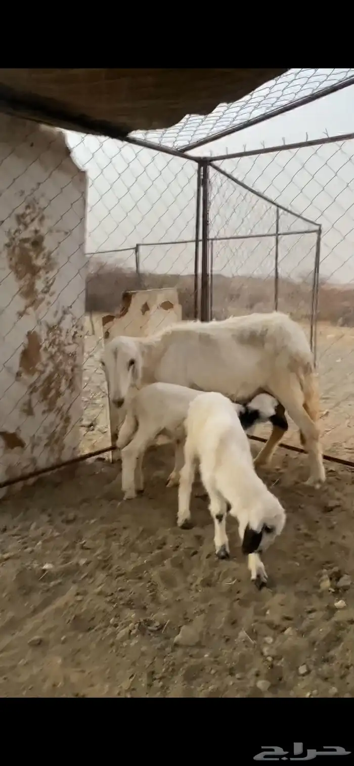 نعجه منتوجه حريه معها توم ذكران 2
