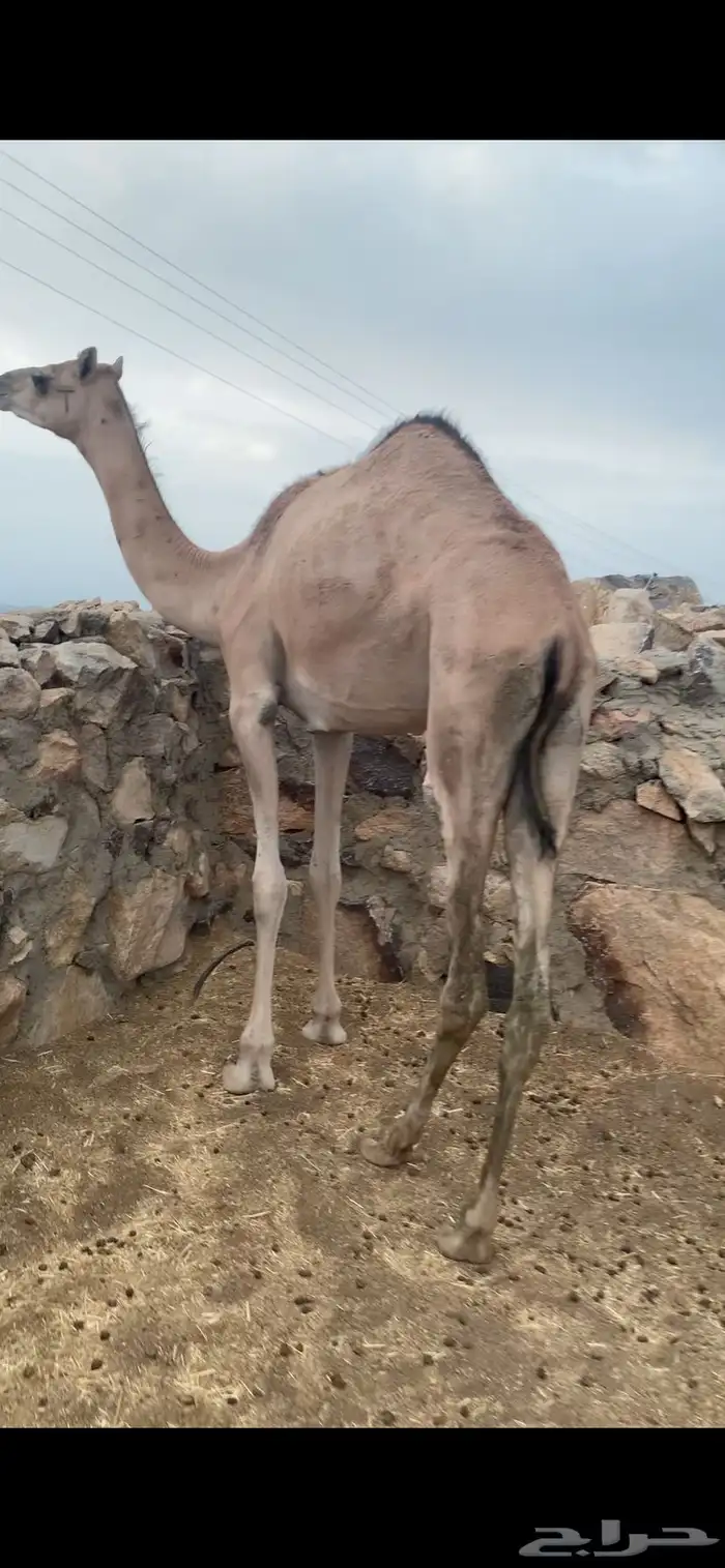 بكره عمانيه لقيه 3