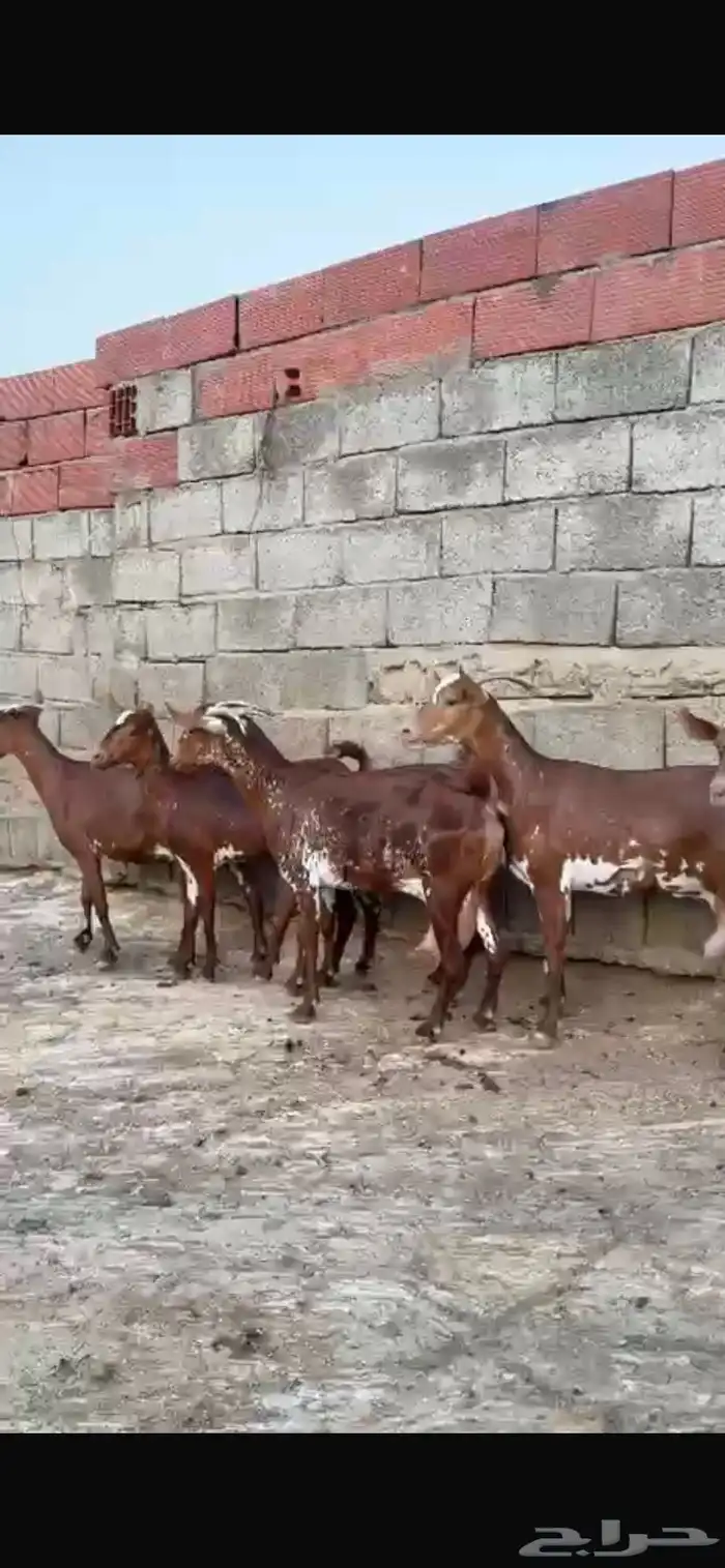 ماعز 9