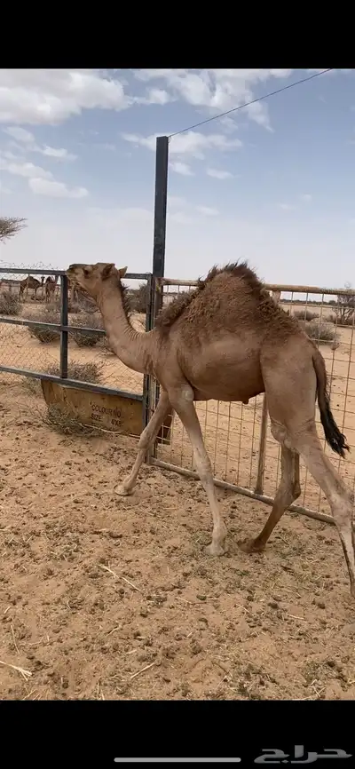 قعود للبيع على حليب امه العمر قريب 7 شهور 0