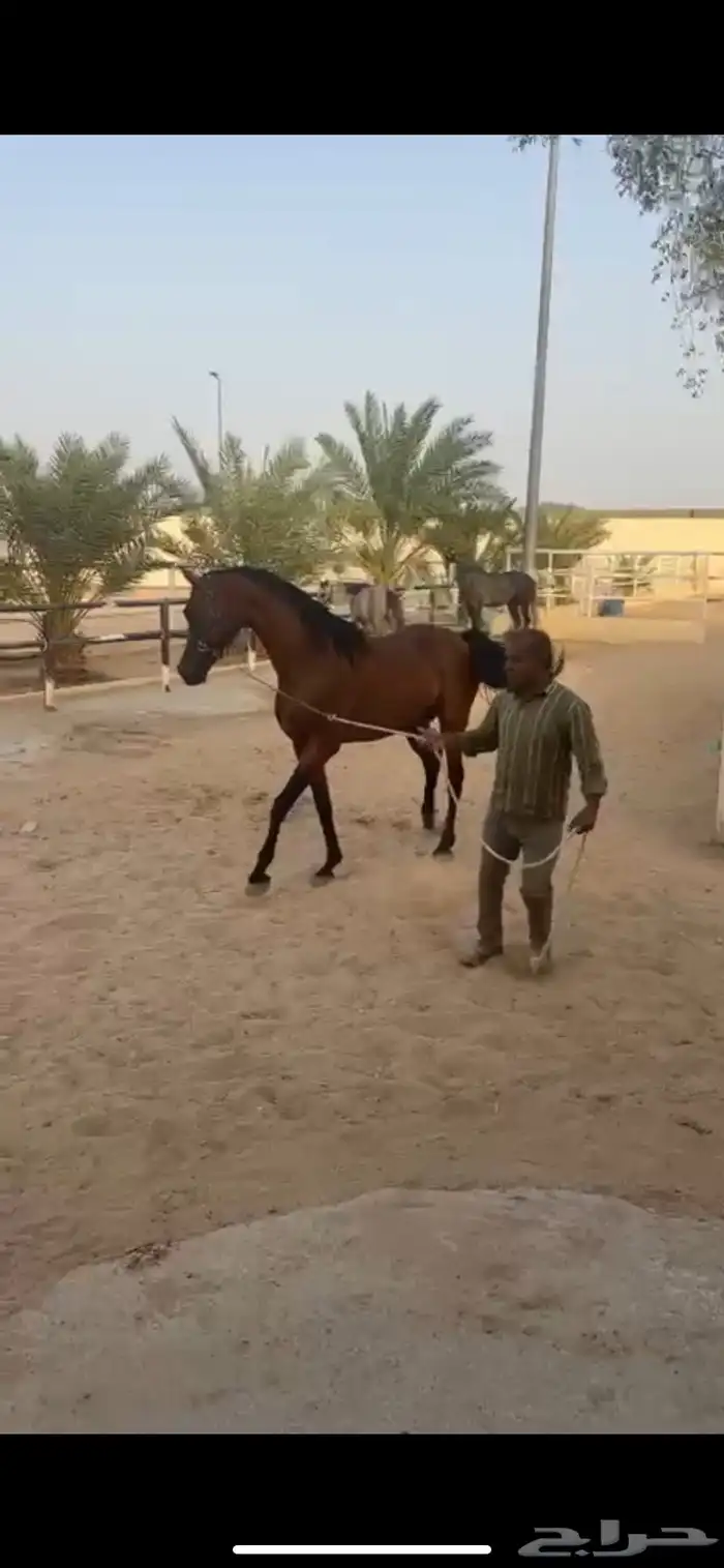 حصان واهو 3