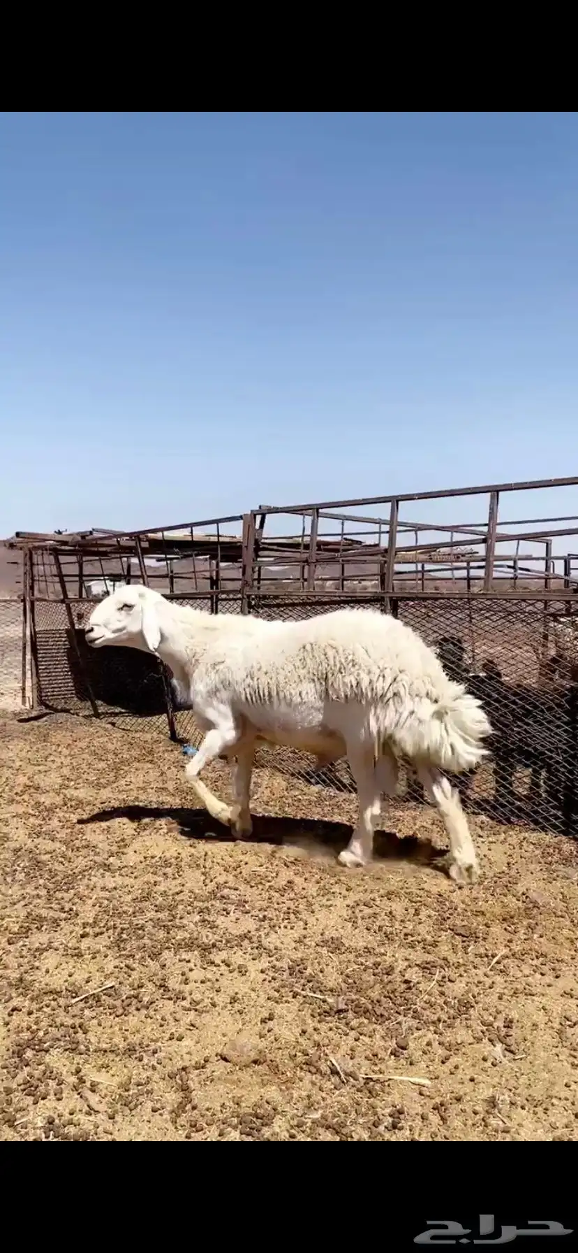 فحل حري صنف على جميع الشروط 4