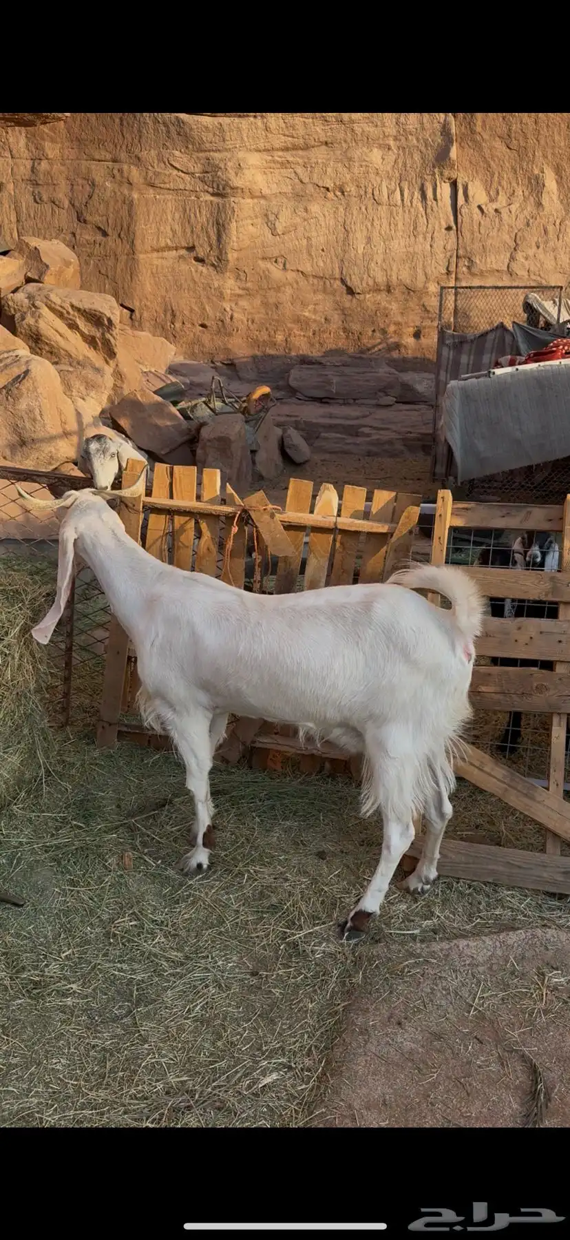 عنز هولندية مضرع العلا 0