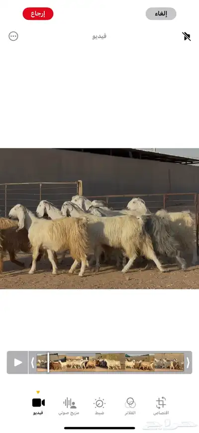 معزا مصريات طيبه وشبب الغالب ثنوات 6