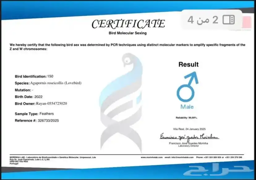 روز اليف بال فالو عيون حمراء 6