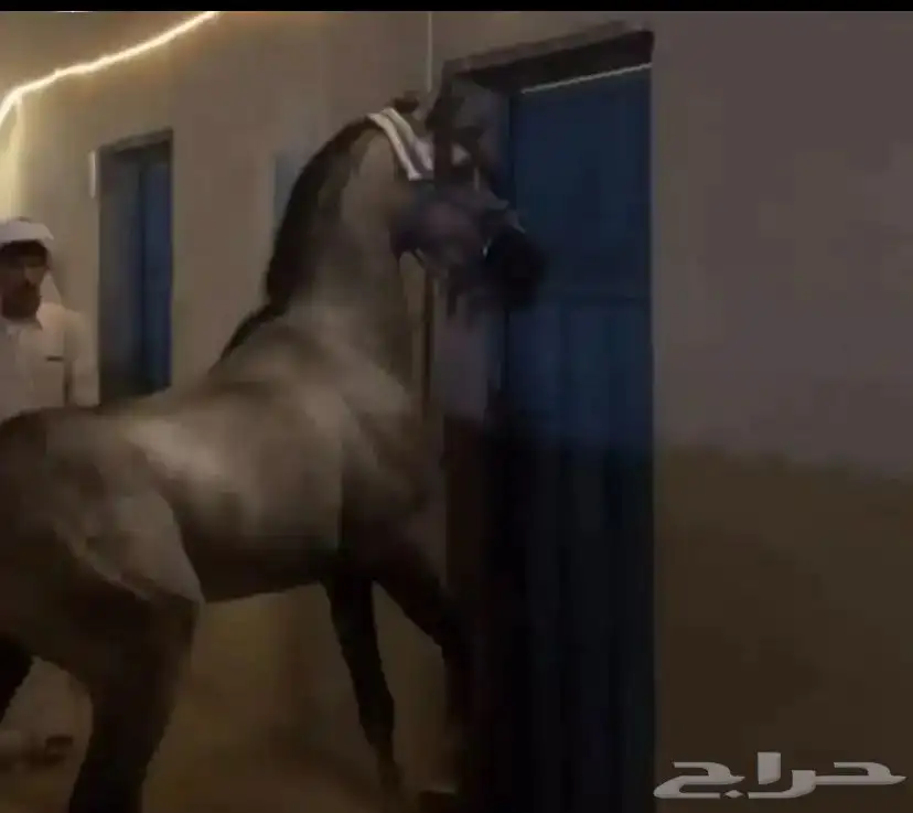 حصان كفووو 1