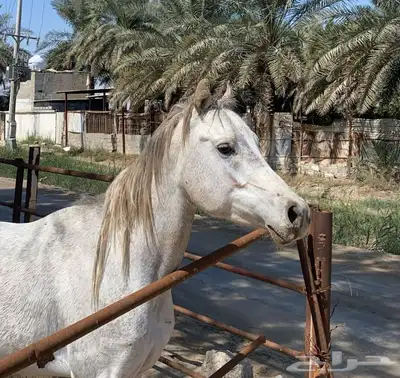 خيل مسجل على السوم 0