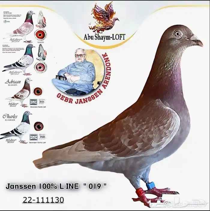 حمام زاجل سباق 4