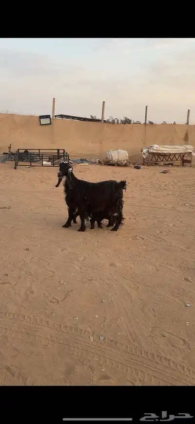 عارضية صنف( تم البييع الله يبارك للجميع ))) 7