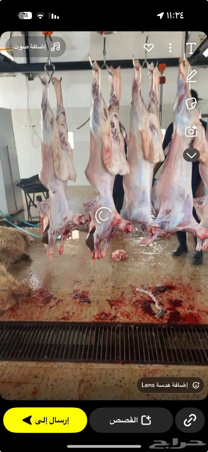 أغنام المزرعة 3