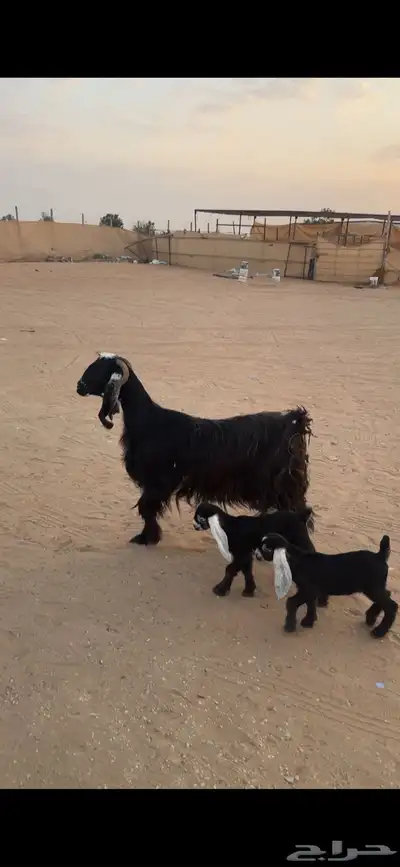 عارضية صنف( تم البييع الله يبارك للجميع ))) 3