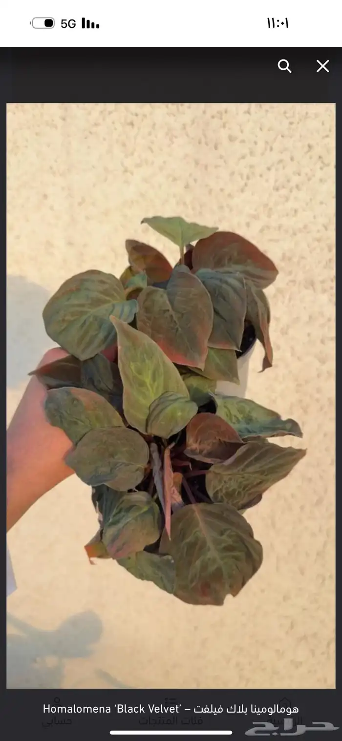 نباتات داخليه 5