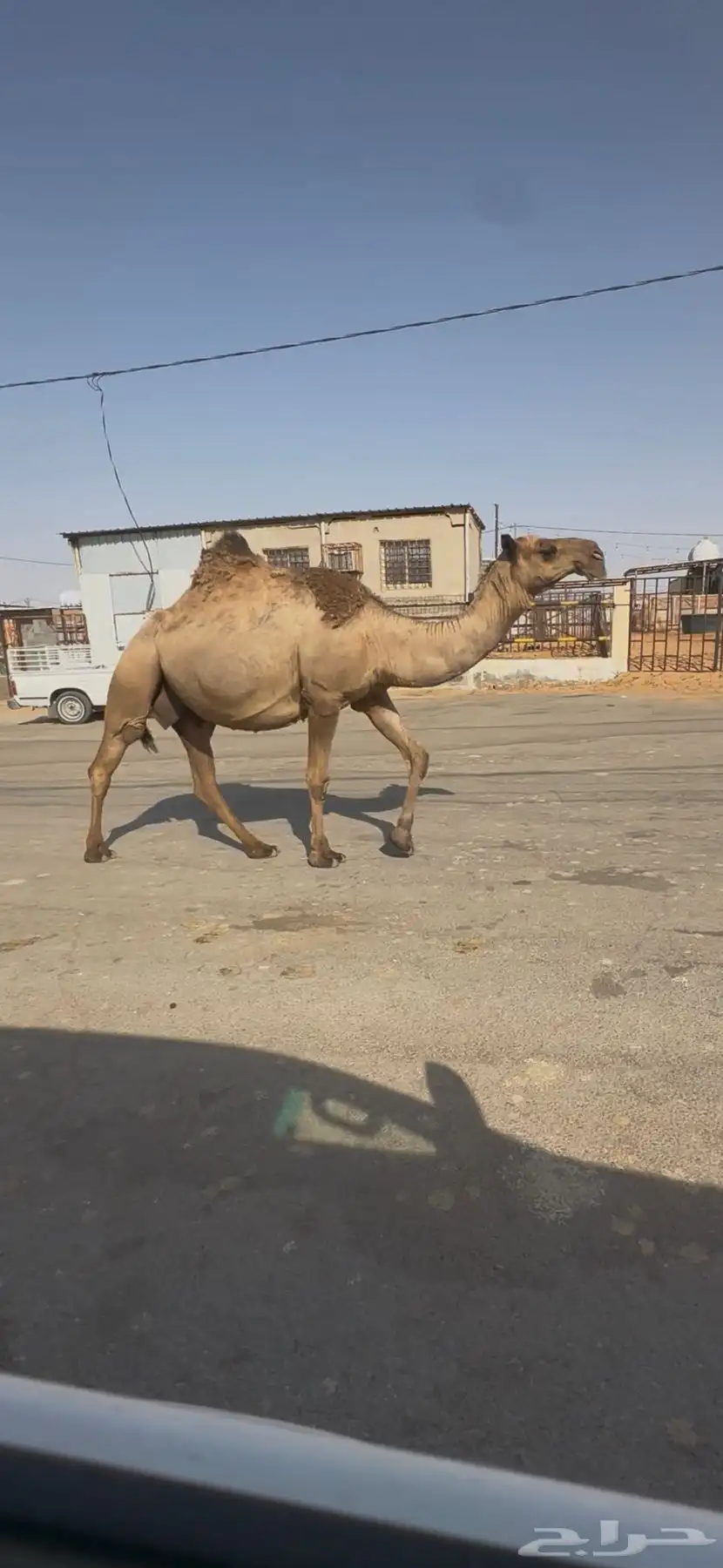 البيع القحه كفو عل شروط بعير طيب وضح 0