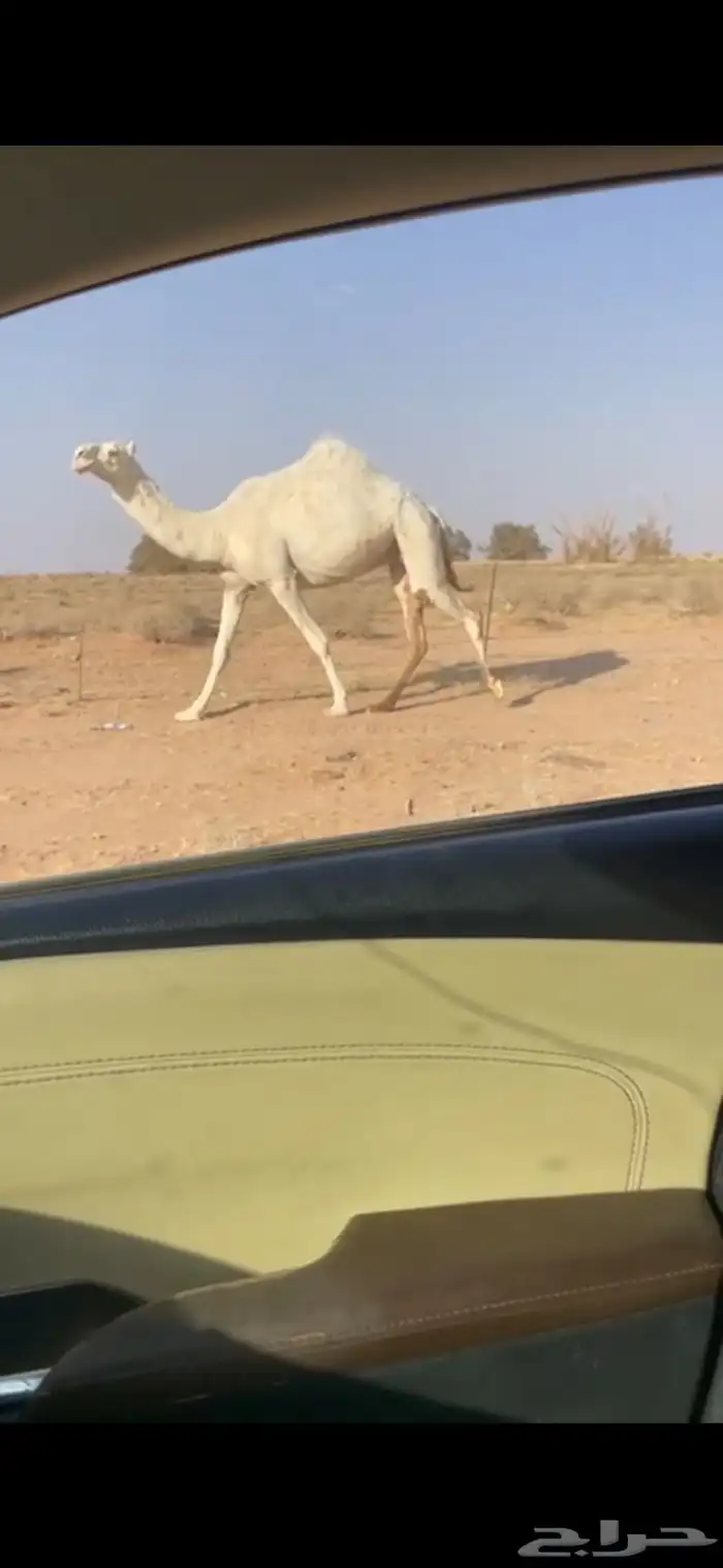 ثنيه ملاقي داخله باللقاء 1
