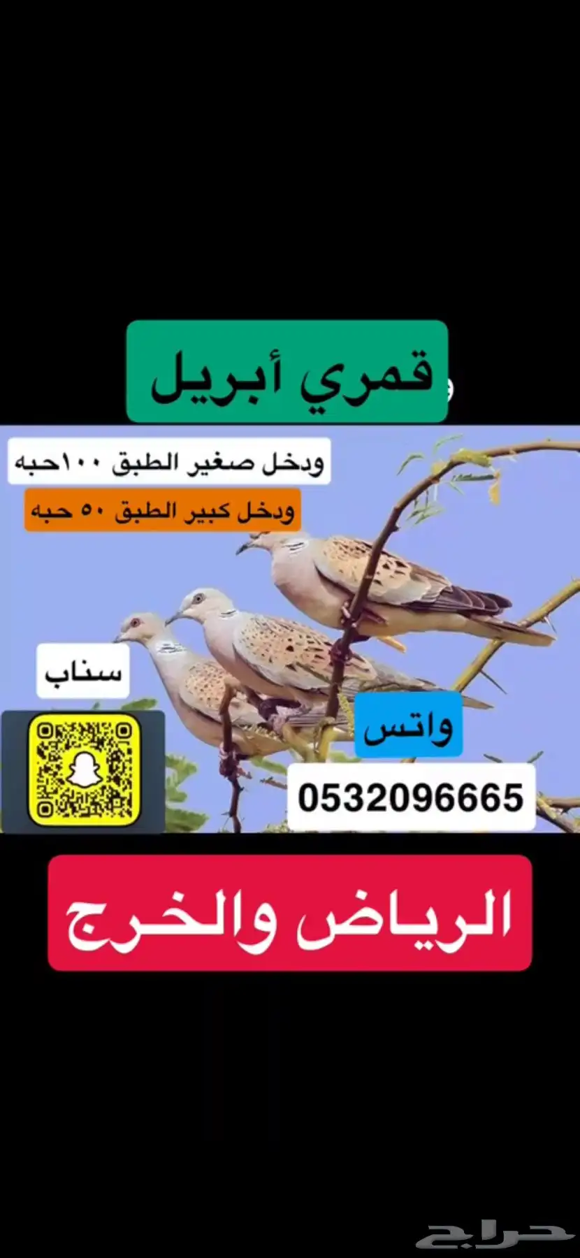 طيور من مصر فالاعلان 0