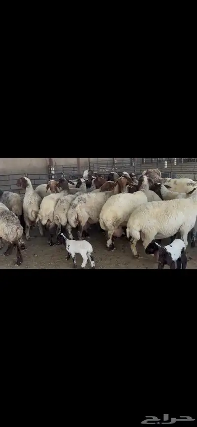 غنم نعيم متابيع . 10