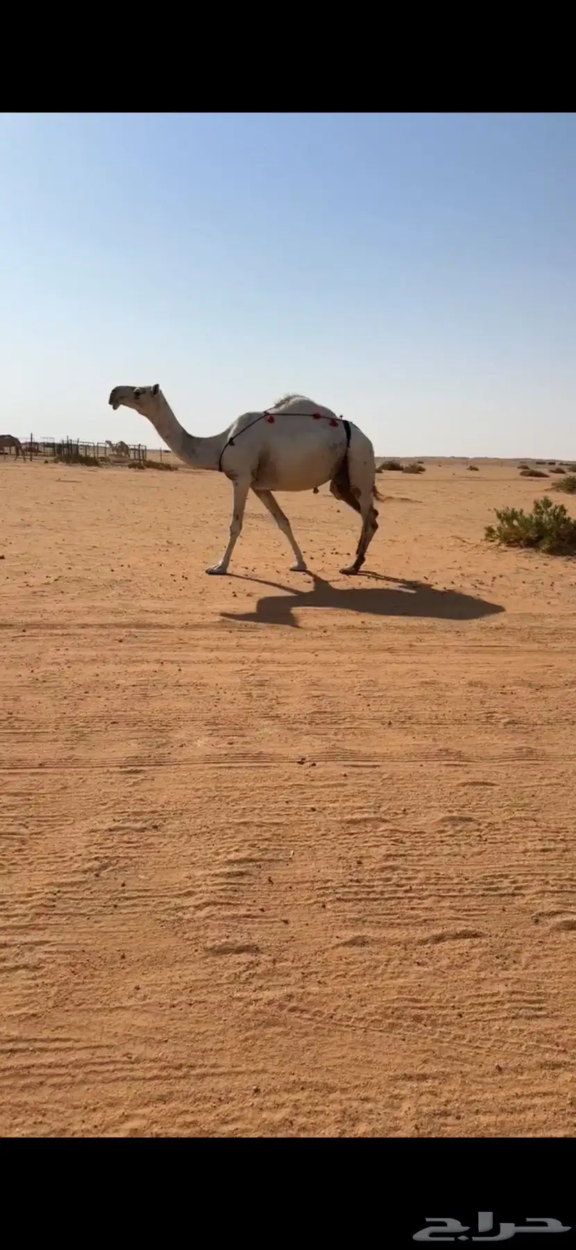 للبيع خفوت وضحا كفووو عليها وسم ابن غصين كحلانيه 0