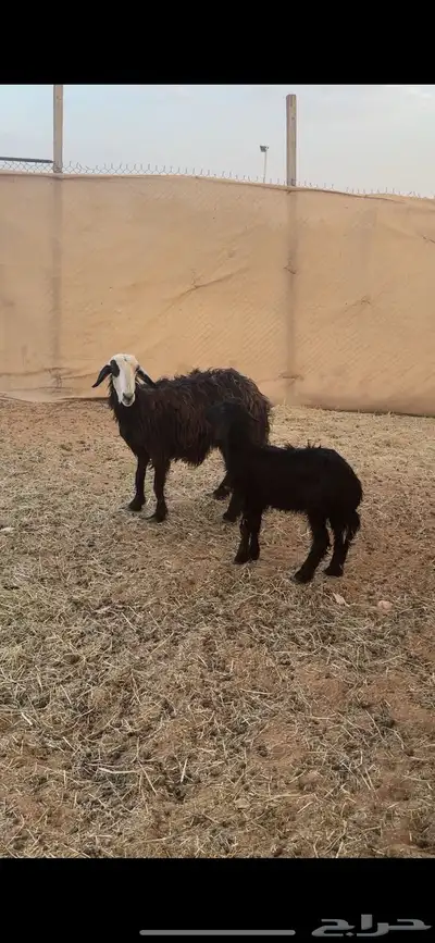 متبع نجديه( تم تم البيييع الله يبارك للجميع ) 1