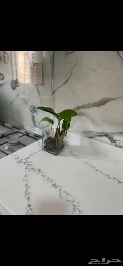 مطبخ نظيف 2