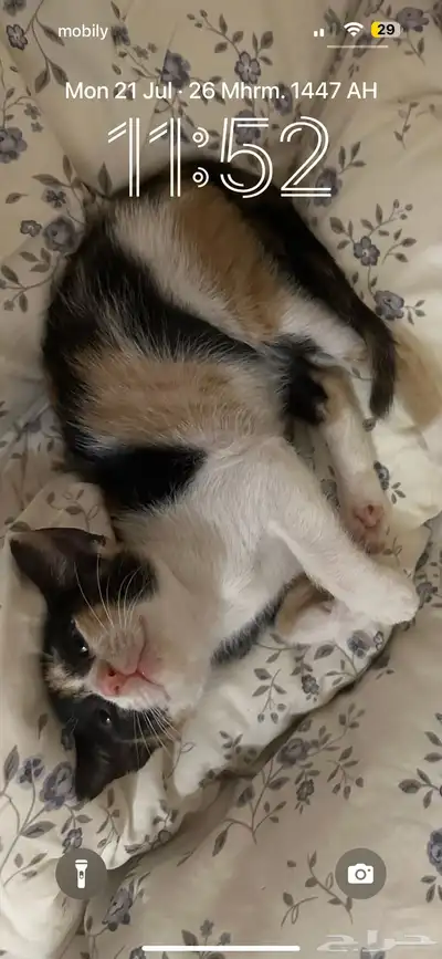 قطه ضايعه 0