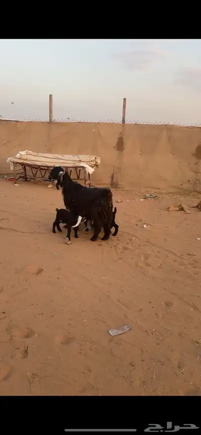 عارضية صنف( تم البييع الله يبارك للجميع ))) 5