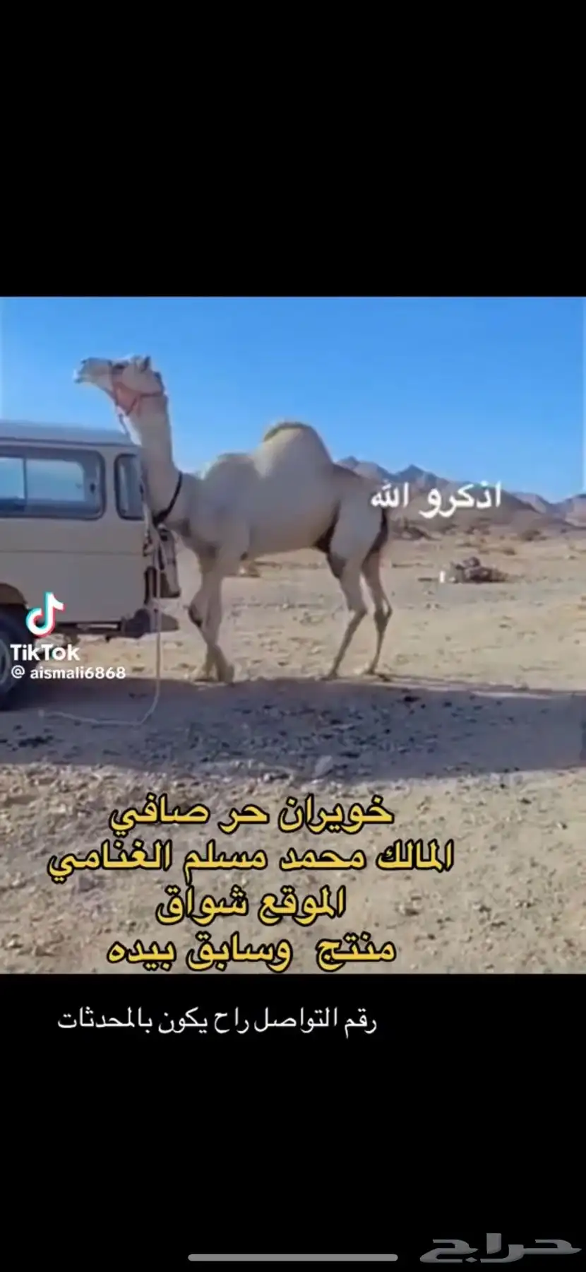 ناقه حرة صافيه بشهادتها قريب تلد 5