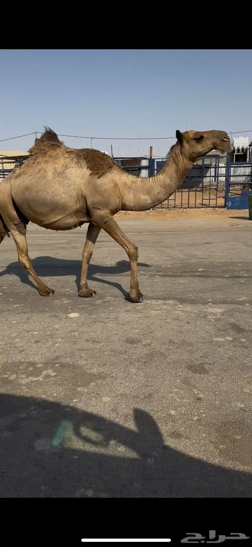 البيع القحه كفو عل شروط بعير طيب وضح 3