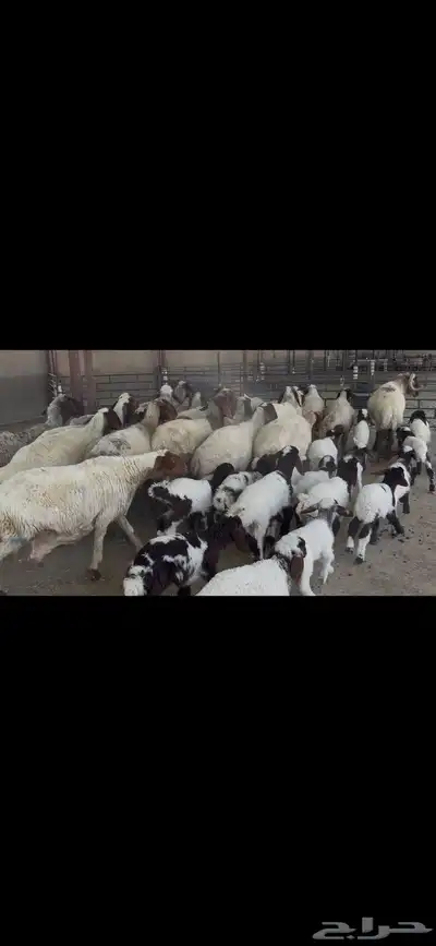 غنم نعيم متابيع . 7