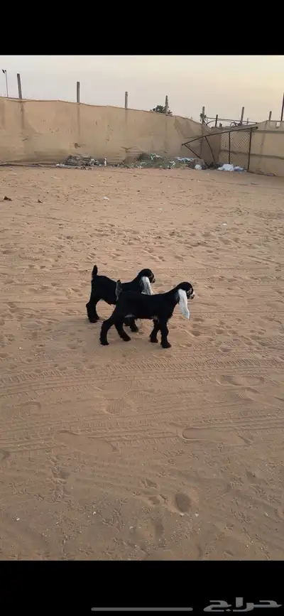 عارضية صنف( تم البييع الله يبارك للجميع ))) 1