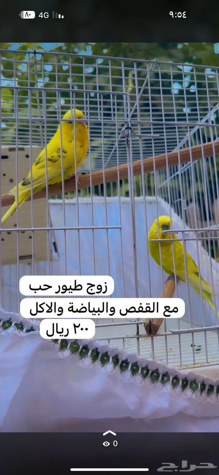 طيور بادجي 0