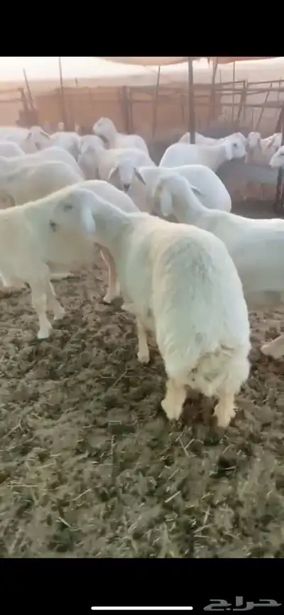 ذبايح بريه حري نعيمي نجدي تيوس يوجد خدمه الذبح والتوصيل 4