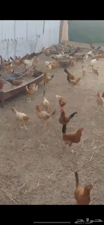 فروخ دجاج 1