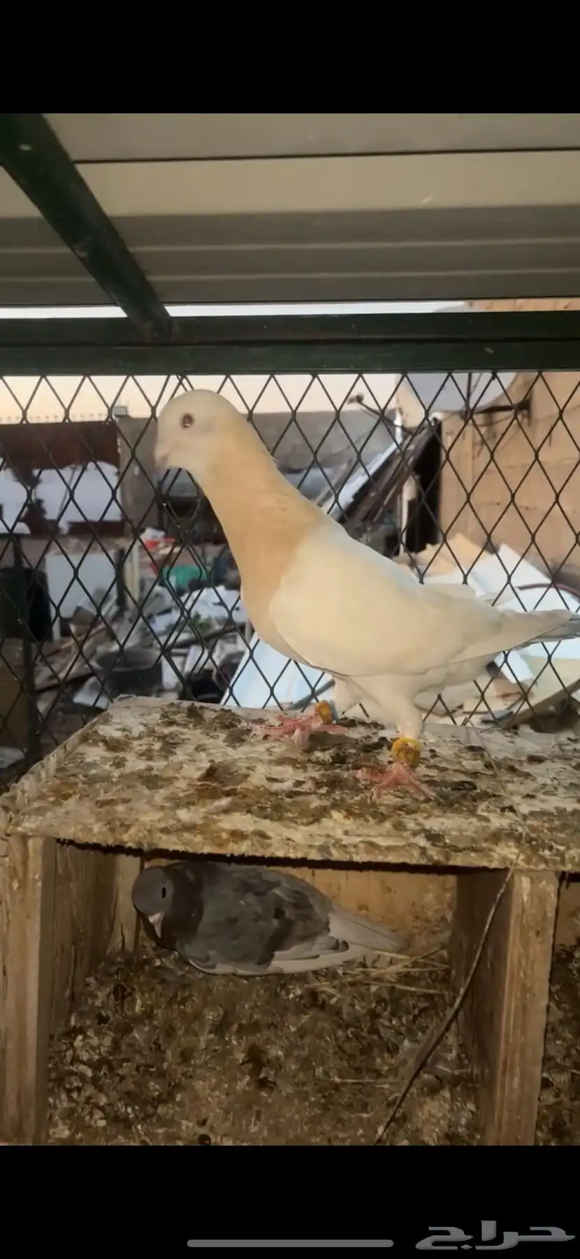 حمام افرد مسود و ريحني 2