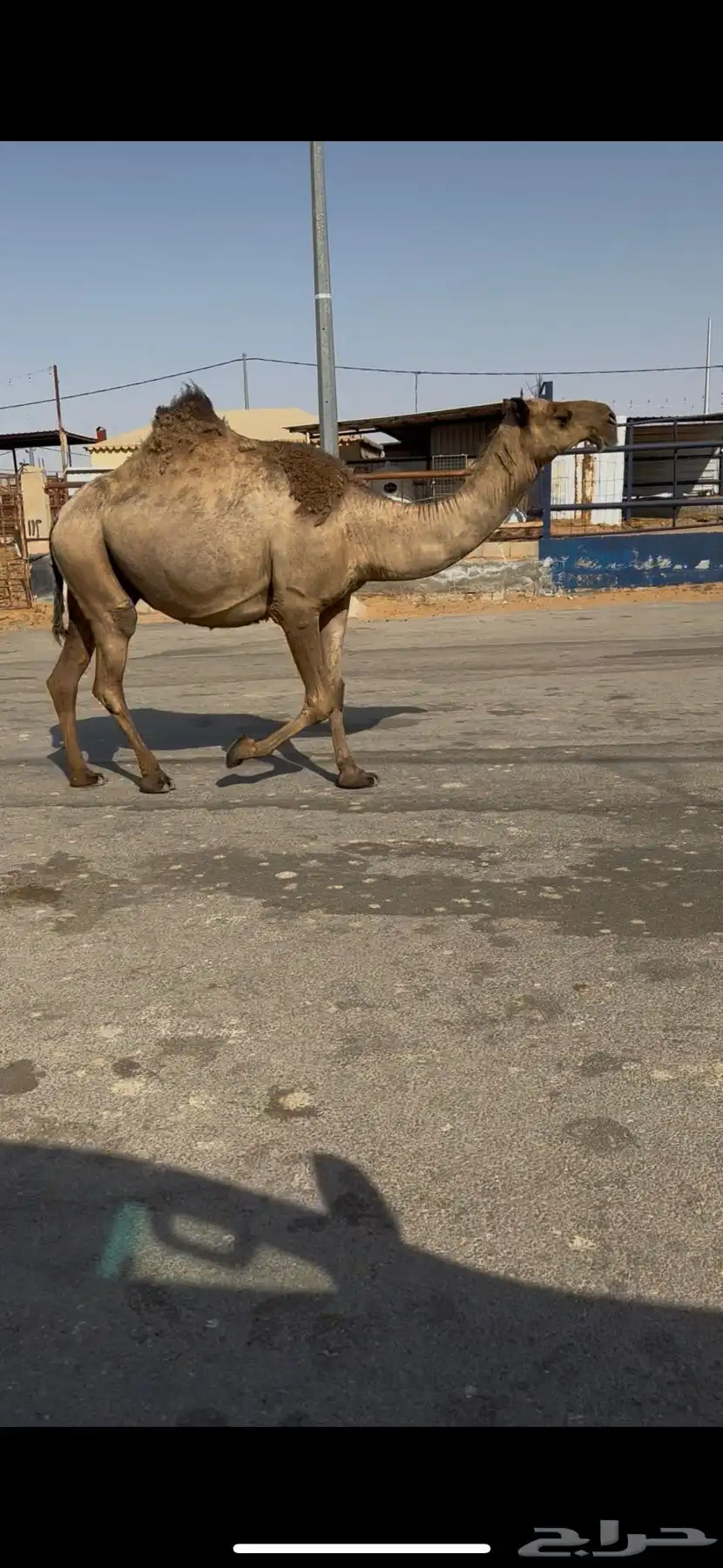 البيع القحه كفو عل شروط بعير طيب وضح 2