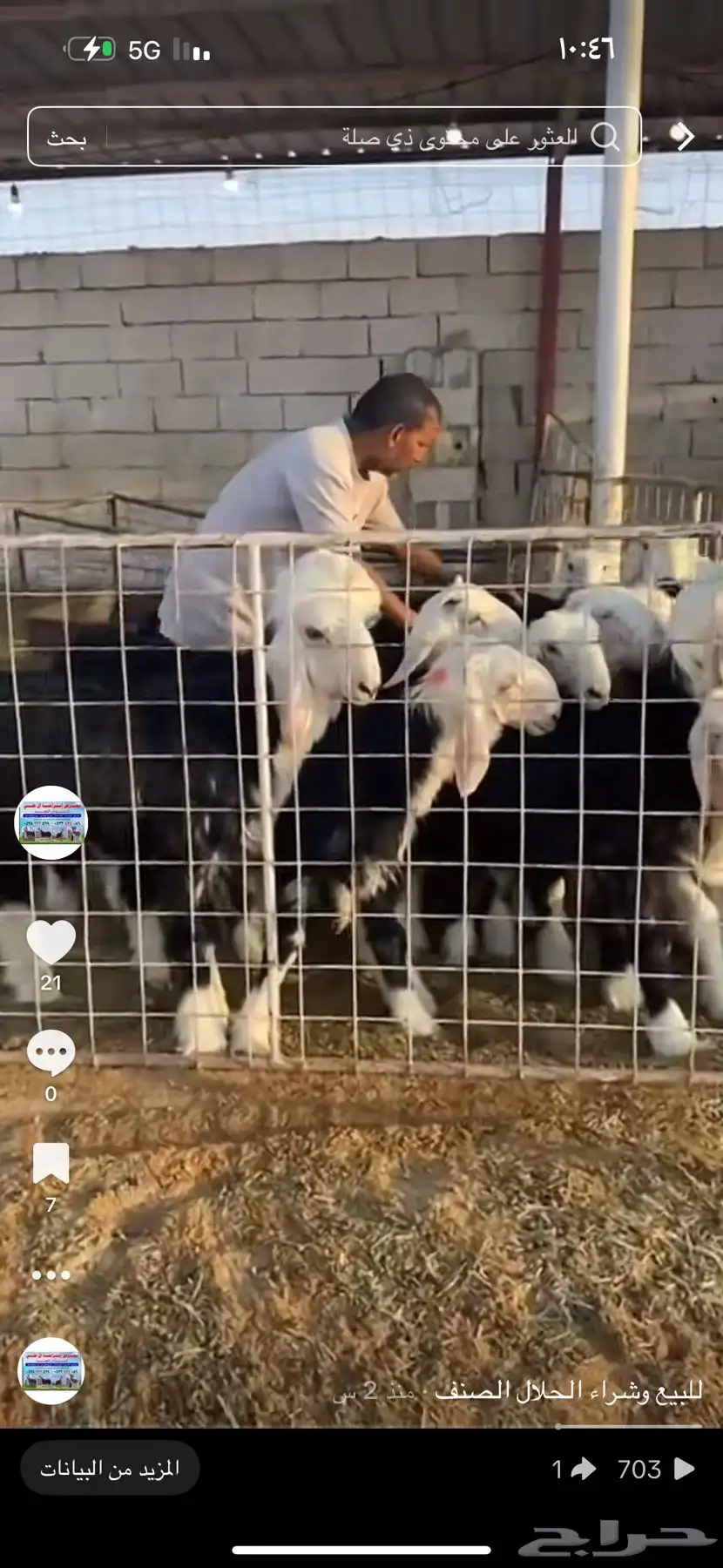 عرض بيع غنم نجد مواليد 7