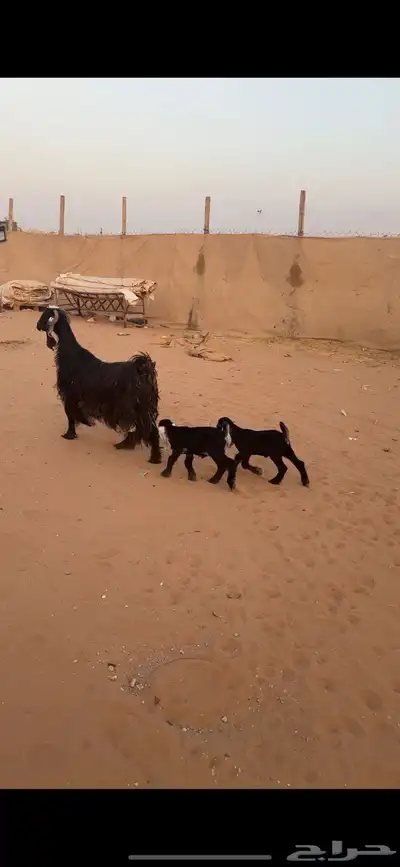 عارضية صنف( تم البييع الله يبارك للجميع ))) 0